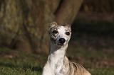 WHIPPET 414